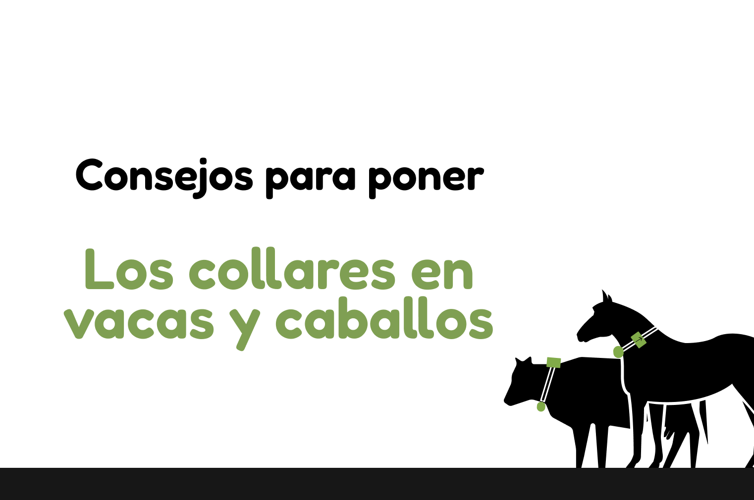 Tips for putting collars on cows and horses